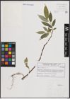 Foto von Salix fragilis L.